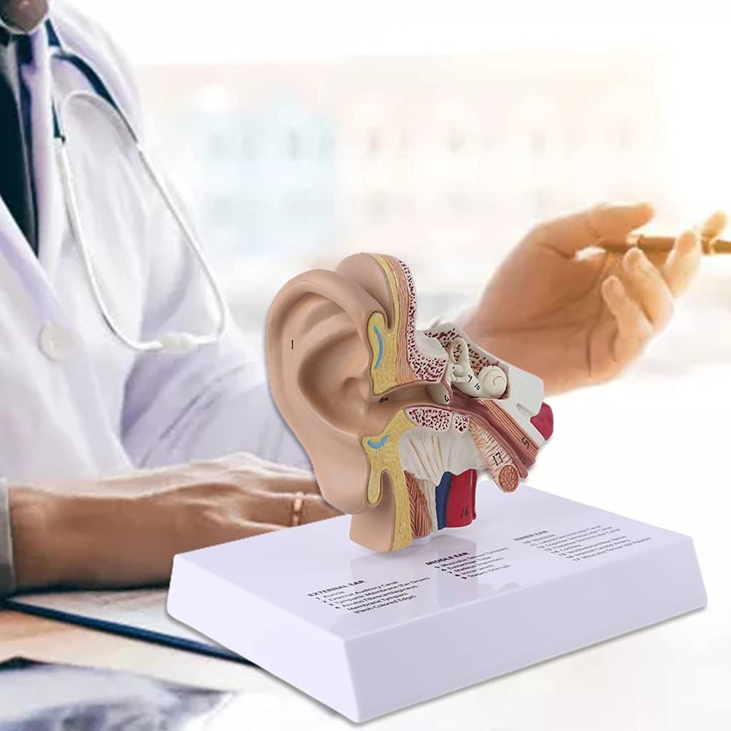 1.5 Times Life Size Human Ear Model Scientific Anatomy Teaching Supplies Anatomical Study Display Professional School Resource Tool Human Ear Model
