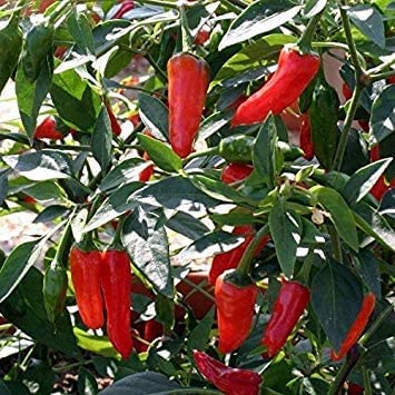 Semi di peperone peperoncino Apache 10 semi