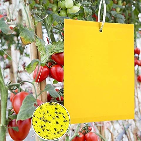 Trampas de Insectos de Doble Cara Panngu 50 Piezas Cover
