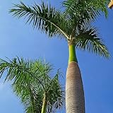 KVITER 20 Cuban Royal Palm Tree Seeds for Planting (Roystonea Regia), Palma Real Cubana – Rare Exotic, Fast-Growing, Majestic Palm Seeds – Perfect for Backyards, Tropical & Subtropical Gardens