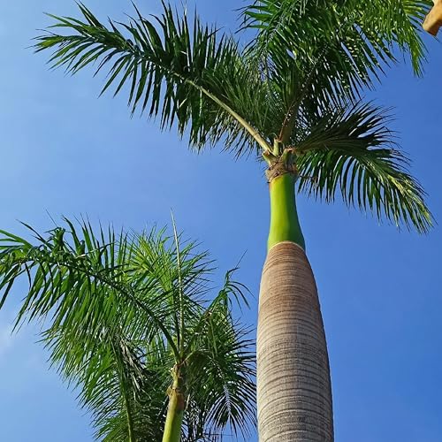 KVITER 20 Cuban Royal Palm Tree Seeds for Planting (Roystonea Regia), Palma Real Cubana – Rare Exotic, Fast-Growing, Majestic Palm Seeds – Perfect for Backyards, Tropical & Subtropical Gardens