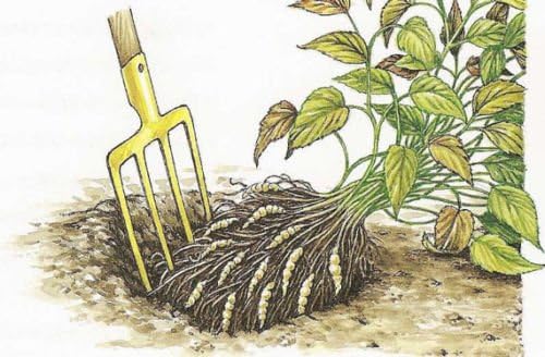 Diez Tubérculos Crosnes - Stachys affinis, la alcachofa china, crosne o chorogi