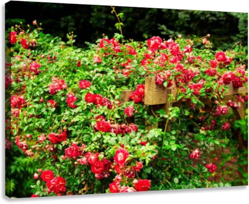 BGTY Canvas Wall Art Rambling Rose Pergola 24x32