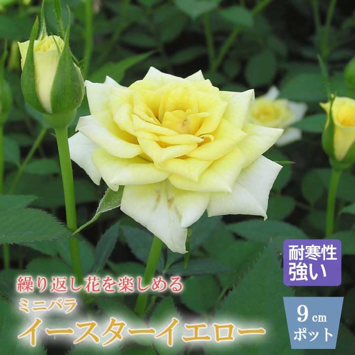 Amazon.co.jp: ミニバラ イースターイエロー バラ 苗 ローズ 9cm 3号