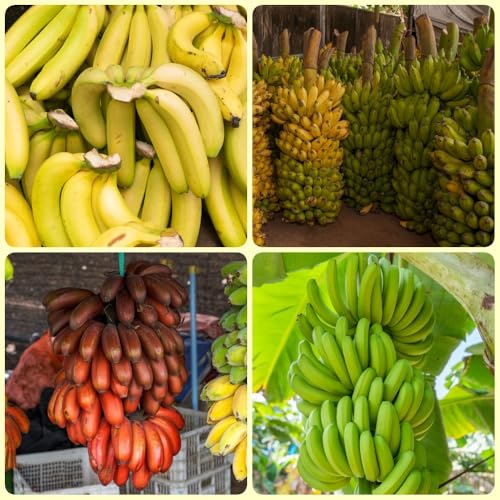 semi di banana, rustiche per balconi di banano resistente, semi di esotiche biologici da frutto colonnari 200pcs
