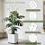 3 Set Tall Trellis for Potted Plants Indoor, 32'' Expandable Garden Metal Trellis for Climbing Plants Outdoor, Monstera Plant Support for Hoya, Vine, Ivy Pothos (Black)