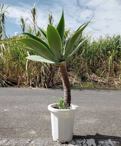 観葉植物 アガベ アテナータ」の人気商品一覧 | 安い商品を通販サイト
