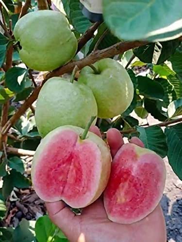 See full amazon price history chart for Greentower live Taiwan Pink Guava Plant Rare amrud live Fruit plant Pack of 1 Greentower live Taiwan Pink Guava Plant Rare amrud live Fruit plant Pack of 1 (B0BRNLCH65) Amazon Price History, Amazon Price Tracker
