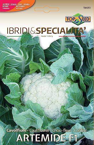 Coliflor Artemide F1 Lo mejor de la semilla para los mejores productores - NO OGM - Muy alta germinabilidad (0.5 gramos)