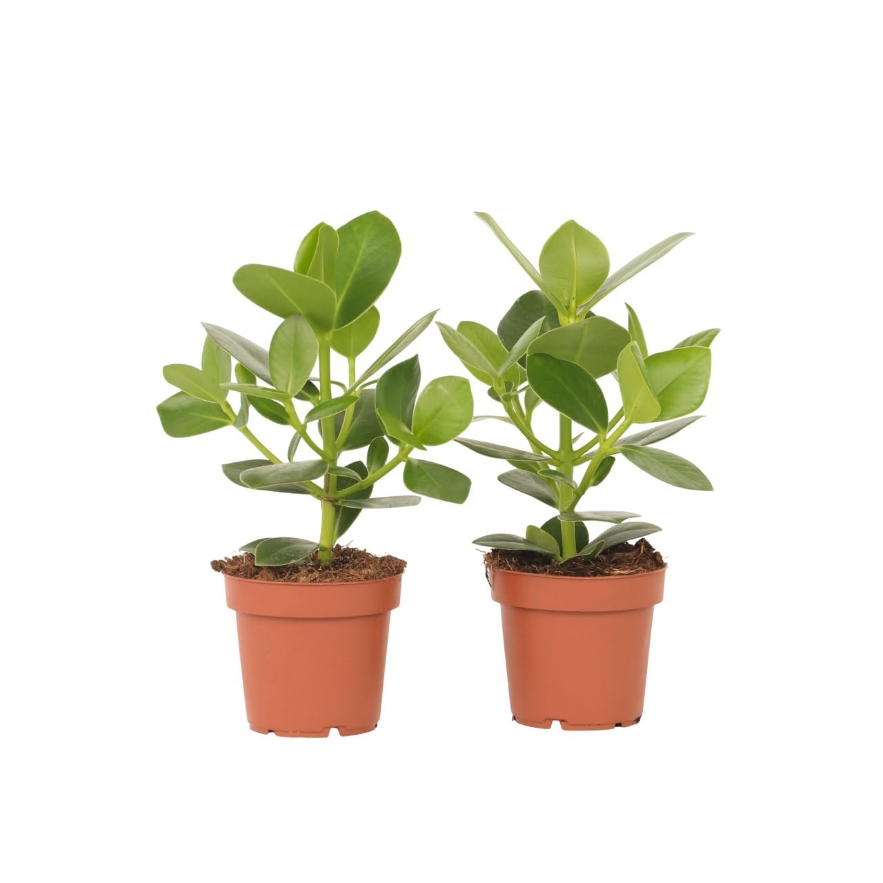 Clusia rosea Princesse duo de plantes vertes d'intérieur haut de gamme en pot
