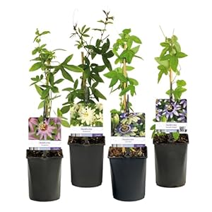 GreenboutiQ Passiflora Rainbow 4er-Set Kletterpflanzen