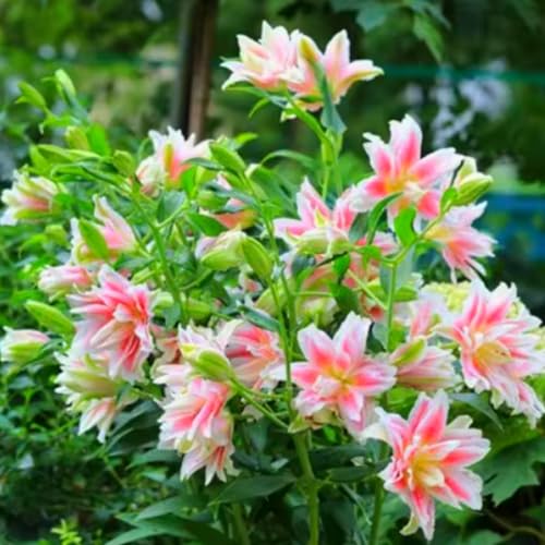 Giglio doppio profumato di alta qualità, bulbo resistente, perenne, profumato per il giardino e la decorazione d'interni-2 Bulbos-H