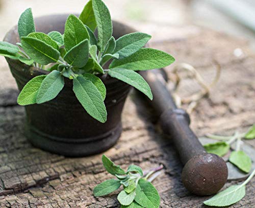 Gaea's Blessing Seeds - Sage Seeds (1.5G) Non-Gmo Seeds With Easy To Follow Planting Instructions - Heirloom 88% Germination Rate #TOP3