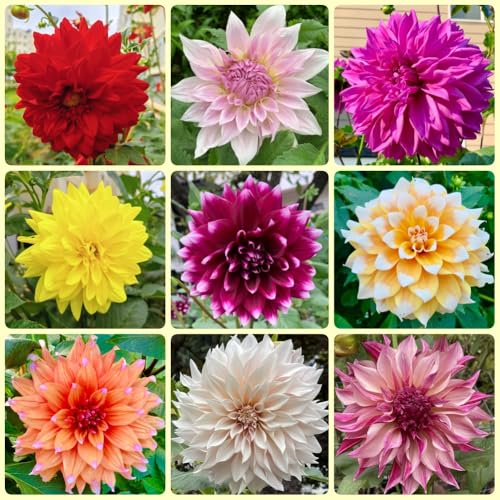 Bulbos de dalia, Las de jardín son perennes resistentes bulbos resistentes perennes regalos 5pcs