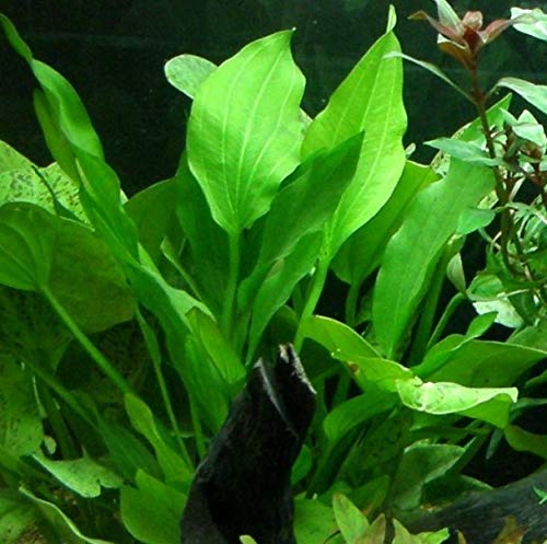10 Töpfe + 10 Bund Wasserpflanzen, Aquarienpflanze
