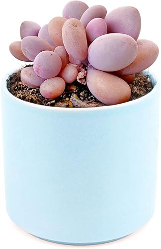 Miniatura 7 de Succulents Box Moonstones Pachyphytum (2 pulgadas) Suculenta rara saludable y viva