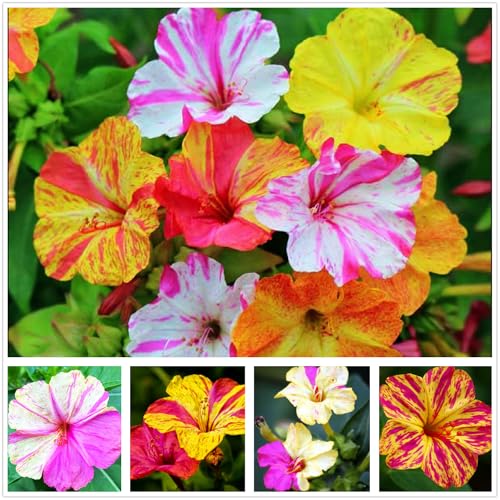 Mixed Four O Clock Seeds - Broken Colors 50 Pcs Mirabilis Jalapa
