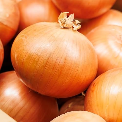 т˂̑ؐ ʂ˂ M`2LTCY 2.5kg/5kg/10kgl Â VLVL ʔK ^}lM ܂˂ J[ V`[ o[xL[ kCY YȂǍY  {  Ɩp ƒp (POL)