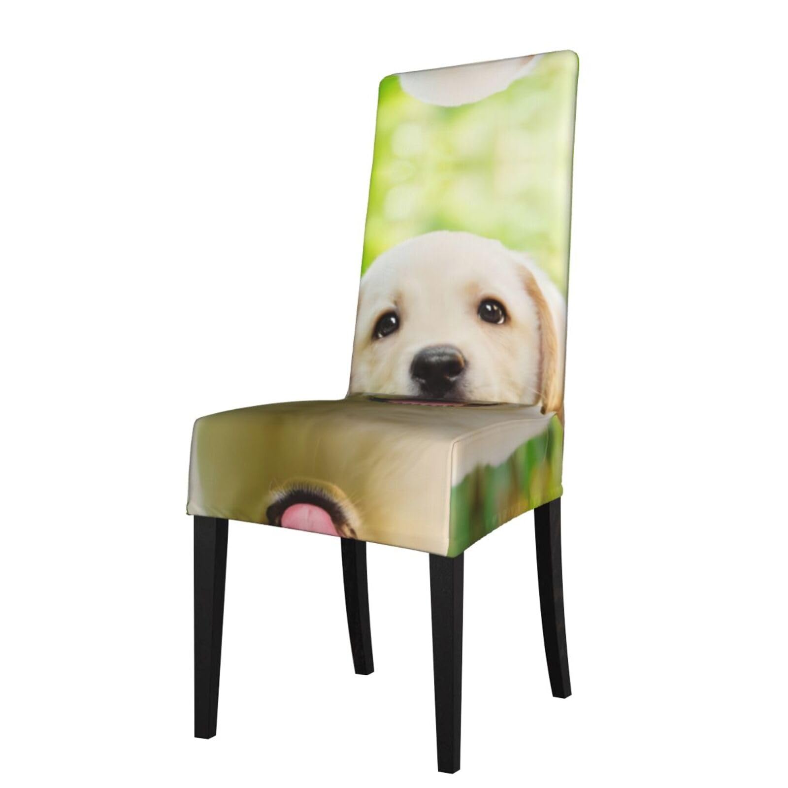 YYHWHJDE Funny Labrador Puppy Dog Prints Dining Chair Throw Covers – Stretchable Polyester Blend Protects Your Chairs with Easy Style & Easy Care