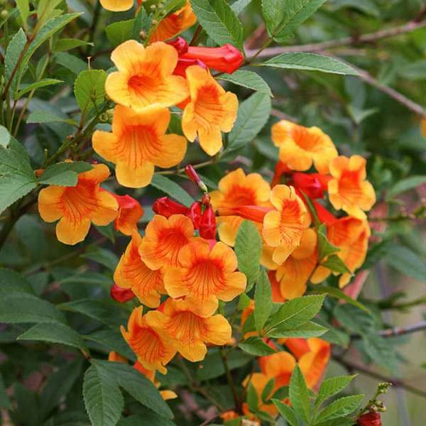 Manjuu Orange Tecoma Tikoma Trumpet Vine Bignonia Esperanza Trumpet Vine Trumpet Creeper Campsis Radicans Woody Vine Flower Plant