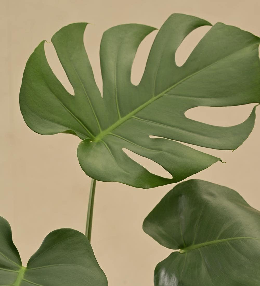 UGALOO Monstera Deliciosa Live Indoor Plant In 7.5 Inch Self Watering Pot (B0CMR1K5D2) Amazon Price History, Amazon Price Tracker