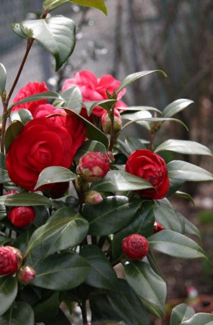 Image of Live Rare Variety Camellia Red Beauty Live Flower Plant Hybrid [height1.5-2 Feet Plant] Camellia Red Original Rare Variety Flower Plant For Home Graden outdoor Balcony Bush Tree (Pack OF 1)