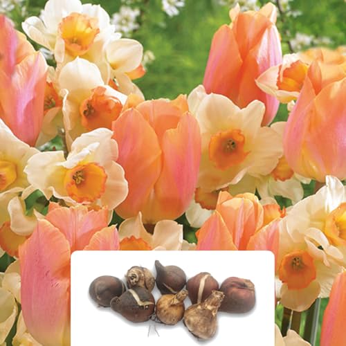8 Tulip Apricot & Narcissus Yazz Bulbs â€“ Vibrant Past