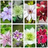Clematis Hardy Perennial Plant Bulbs Perennial Hardy Shade Plants Hardy Window Sill Decoration Plant Pot, Hardy Plants for Garden Raised Beds for 4 Pieces - Image 1