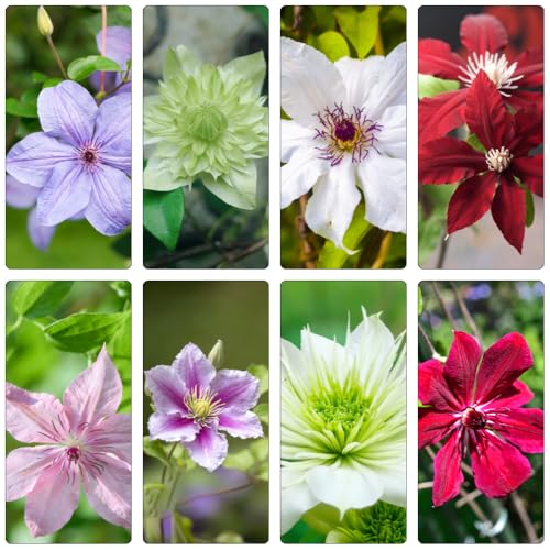 Clematis Hardy Perennial Plant Bulbs Perennial Hardy Shade Plants Hardy Window Sill Decoration Plant Pot, Hardy Plants for Garden Raised Beds for 4 Pieces