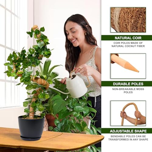 La mejor comparación de Plantas que Puedes Comprar On-line. 11 Imagen adicional