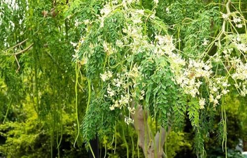 Image of Moringa Live Plant with Pot | Drumstick Sahjan Medicinal Tree Plant | Fast Growing Nutrient Rich Outdoor Herbal Plant for Home Garden Terrace Backyard Farming | Pack of 1