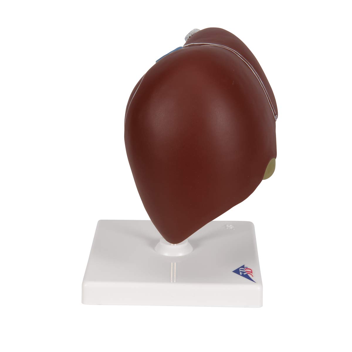 3B Scientific K25 Fegato con Cistifellea + software gratuito di anatomia - 3B Smart Anatomy