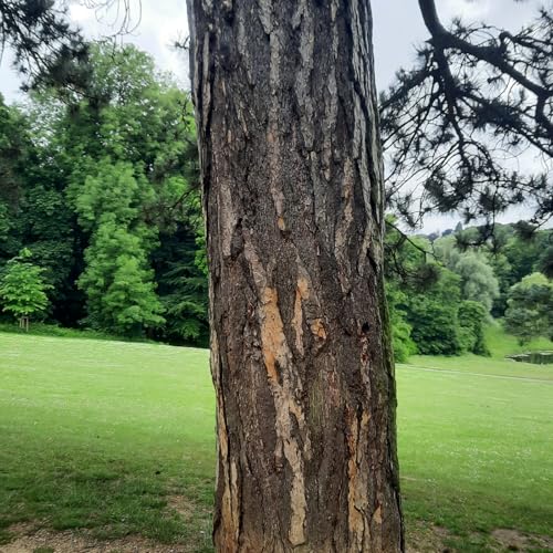 Episode 95 - Devi Chanteux - ASBL Des vies à sauver - Parc de la Woluwe - Bruxelles cover art