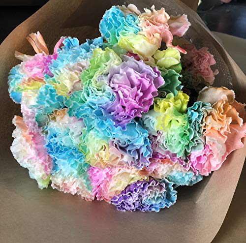 PURIZA  F C{[ J[l[V 24{ ԑ [] ̓ ̓ LO a j 