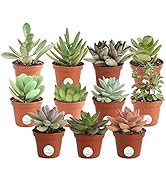 Costa Farms Mini Succulents Fully Rooted Live Indoor Plant, 2-Inches Tall, in Grower Pot 11-Pack