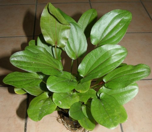 Sparangebot 3 Echinodorus Mutterpflanzen XXL