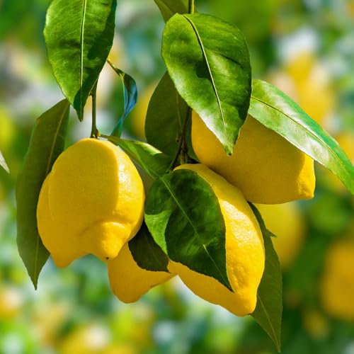 YouGarden Citrus Lemon Citron Tree in 7/9cm Pot Lemon Trees for Gardens Grow Your Own Tree in Garden and Home Perfect for Pots and in Ground Supplied as Ready to Plant