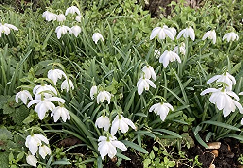 25 Bulbs of Double Snowdrop Includes Postage