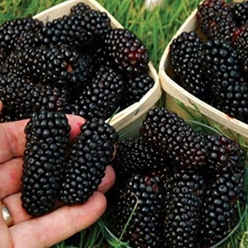 100pcs Graines De Fruits Graines De Framboise/Mûre/Fraise/Kiwi Rares Fruits Nutritifs Bonsaï Graines de mûre d'arbre Cover
