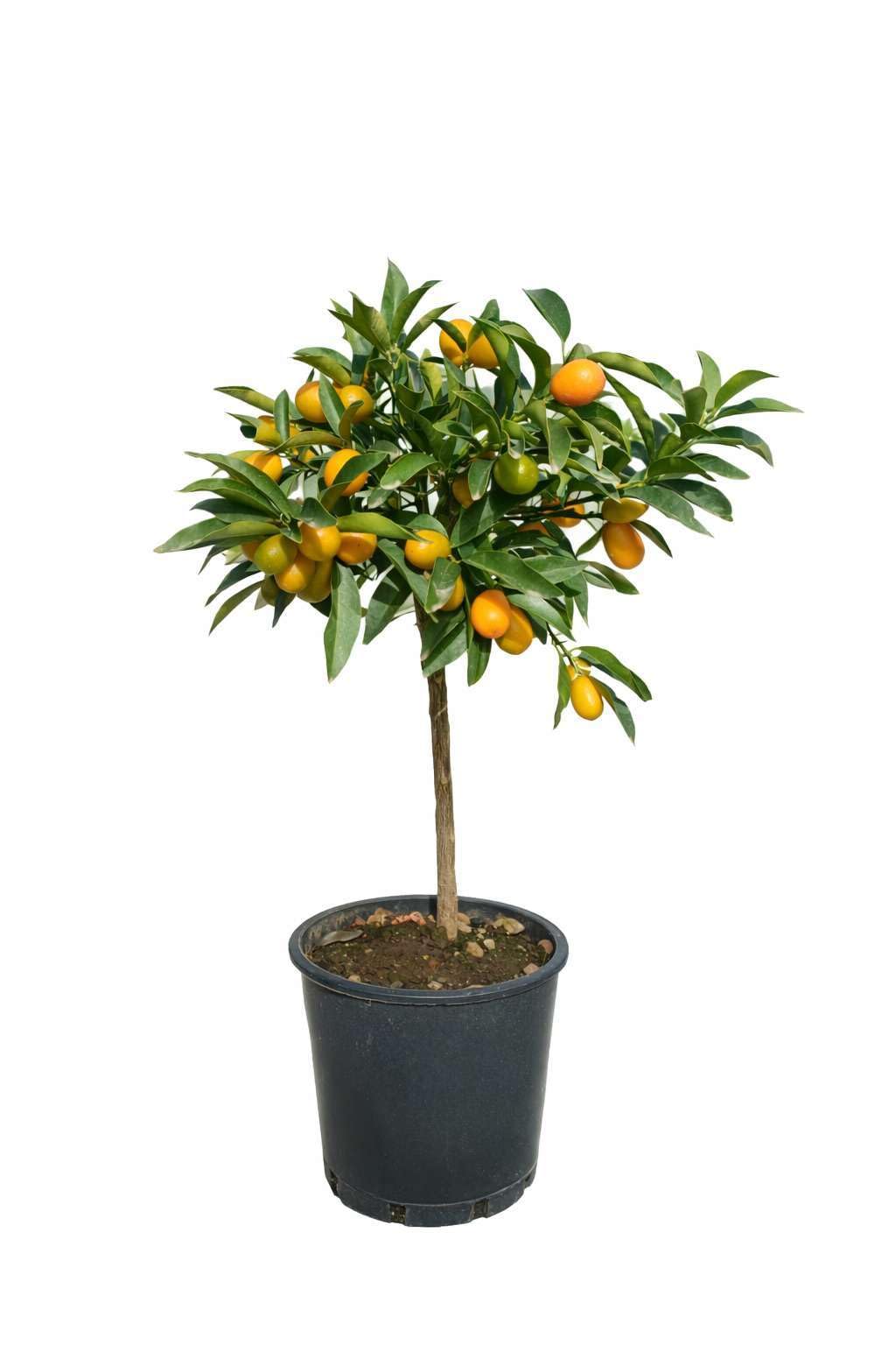Pianta di Kumquat - Mandarino Cinese (vaso - 20) con frutto - Immagine reale