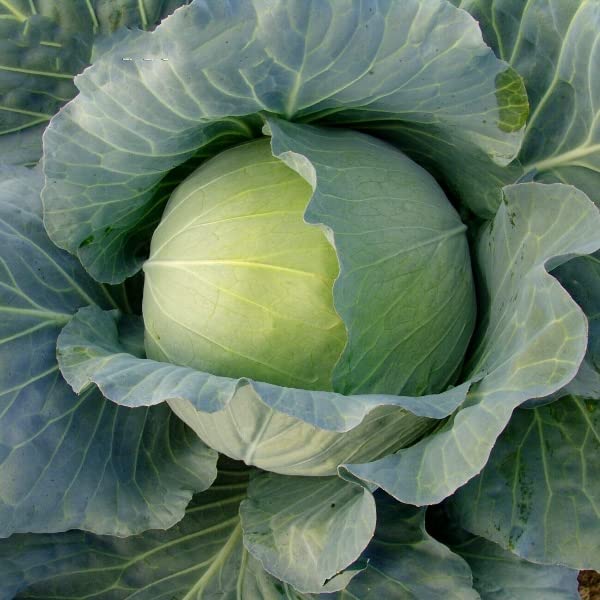 Buy4seeds 100 Seeds Cabbage Polar Brassica oleracea Resistant to Splitting