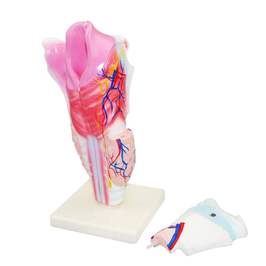 Model dydaktyczny, model ludzkiego gardła, modele naukowe anatomii człowieka - szkielet anatomiczny symulacji medycznej, materiał żywiczny profesjonalny model gardła do medycznej pomocy edukacyjnej An