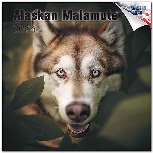 2023 2024 Alaskan Malamute Calendar - Dog Breed Monthly Wall Calendar - 12 x 24 Open - Thick No-Bleed Paper - Giftable - Academic Teacher's Planner Calendar Organizing & Planning - Made in USA