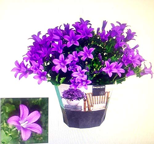 CAMPANULA CARPATICA BLU, GET ME, pianta vera