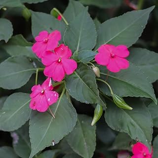 Impatiens Xtreme Scarlet Finished Half-Hardy Annual Easy to Grow Your Own Sun Loving Garden Flowering 1x Seed Packet (Aprox 50 Seeds) by Suttons