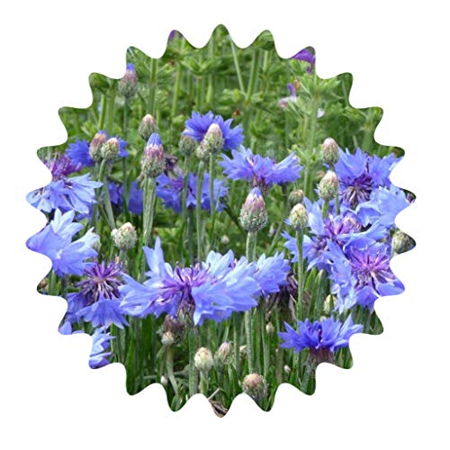 Fiordaliso/molto ape/circa 50 semi/quasi nessuna manutenzione/gioielli vaso duraturi