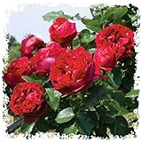 Red Eden Climbing 1.5 Gal Rose Plant Live, Fragrant Reblooming Red Flowers, Own Root Climber for Arbor, Trellis, Fence or Screening, Stargazer Perennials