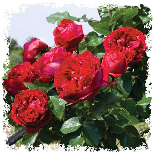 Red Eden Climbing Rose, 1.5 Gal, Reblooming, Own Root