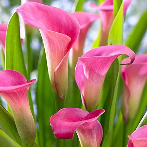 Zantedeschia Calla Lily Seeds Pack of 5 bulbs By Zabbus Pink-image-18