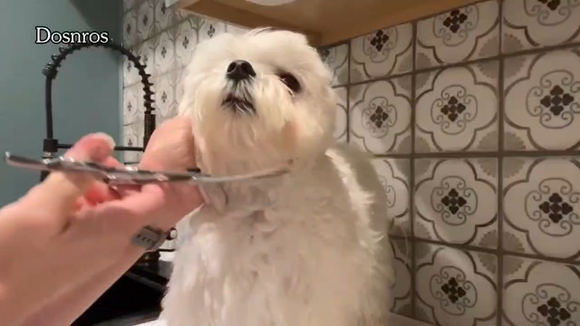 Amazon.co.jp: Dosnros カーブシザー 犬 トリミング ハサミ 丸い刃先